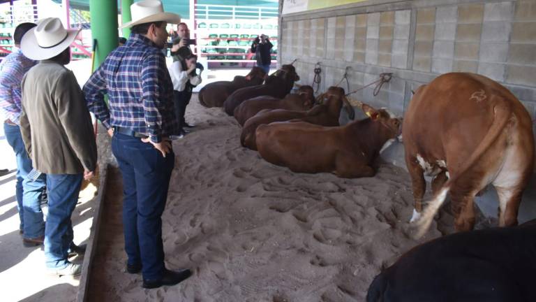 El Gobierno de Sinaloa y la Unión Ganadera Regional llevaron a cabo el Tianguis Ganadero de Sementales.