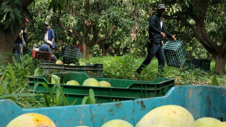 Productores de Rosario ven que el precio del kilo de mango no les genera ganancia