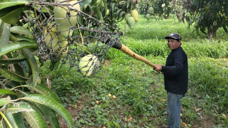 Cierra la temporada de mango en el sur de Sinaloa con un repunte en precios