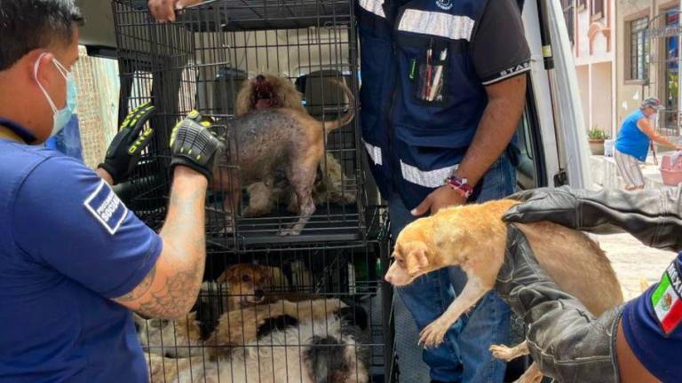 Los perritos rescatados fueron acogidos por un refugio y están recibiendo atención veterinaria, reporta Ecología Municipal.