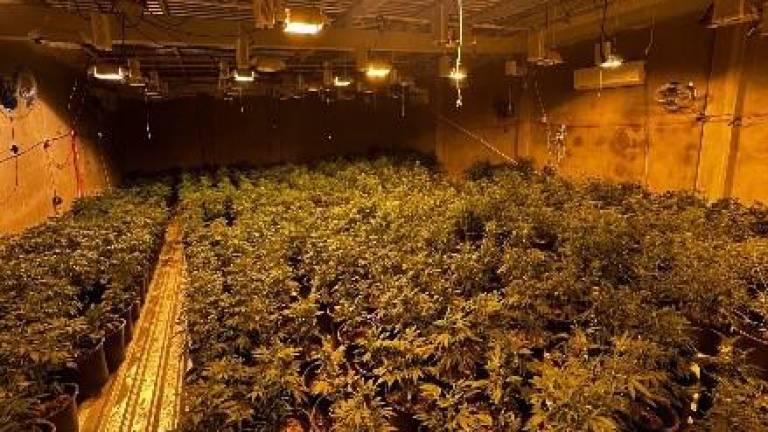 Aseguran más de 1,500 plantas de mariguana tras cateo en Culiacán