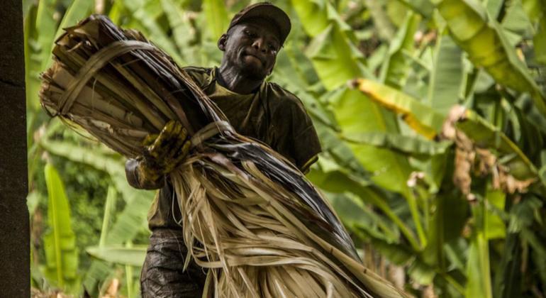 $!Un trabajador en una plantación en Ecuador.