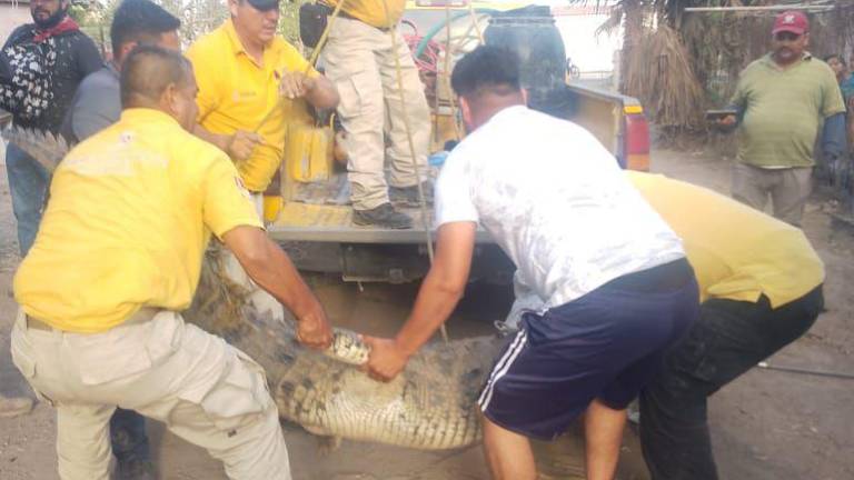 El reptil se encontraba en el patio de un domicilio particular de la comunidad de Toboloto, en Navolato.