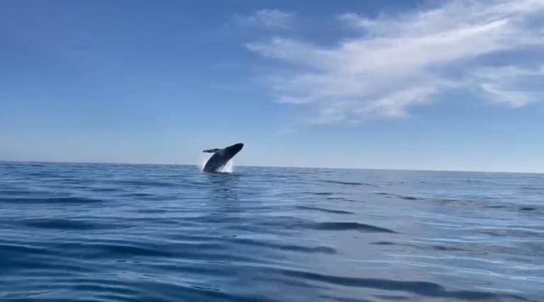 Espectáculo de la ballena jorobada frente a Mazatlán.