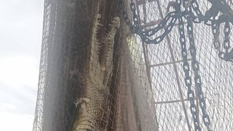 Un barco pesquero capturó un caimán frente a la playa La Tambora.