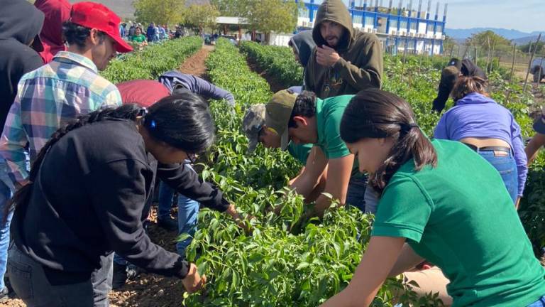 Esto dentro del segundo corte de los cultivos de picosos en las variedades poblano, serrano y anaheim.