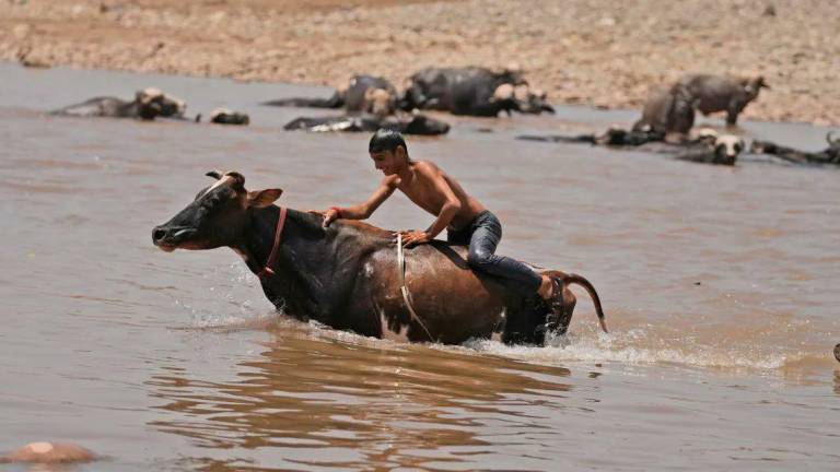 El Departamento Meteorológico de la India emite alertas rojas por “calor extremo” cuando una ola de calor severa persiste durante más de dos días.