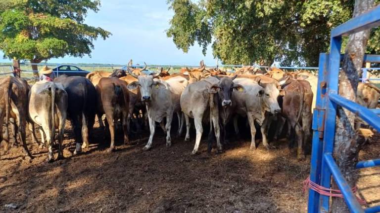 El líder pecuario comentó que actualmente en Sinaloa hay un solo caso de tuberculosis bovina.