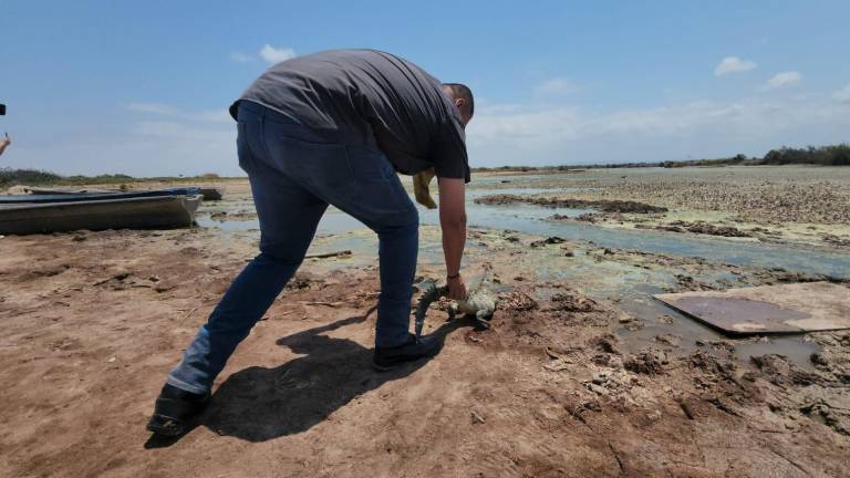 Los cocodrilos ueron rescatados y reubicados en zonas de su hábitat natural.