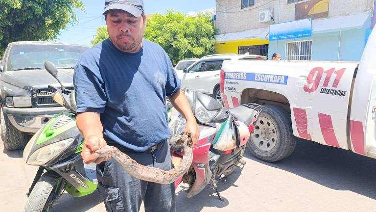 La culebra fue atrapada por el Comandante de Bomberos de Escuinapa, Rodolfo Tiznado.