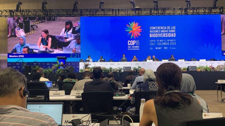 Conservar el maíz nativo frente a los transgénicos y las patentes: una conversación de México en la COP16