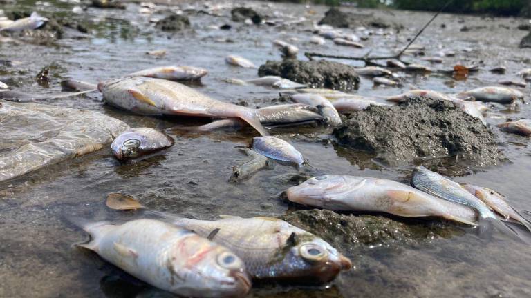 Los peces muertos flotan en la superficie.