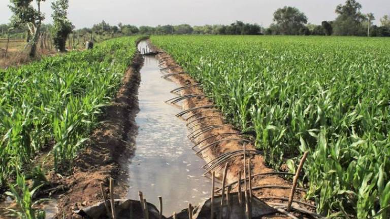 Ven necesario que Federación otorgue recursos para tecnificar el uso de agua para la producción de alimentos