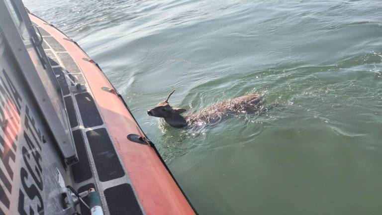 Marina rescata a un venado que nadaba en canal de navegación de Mazatlán