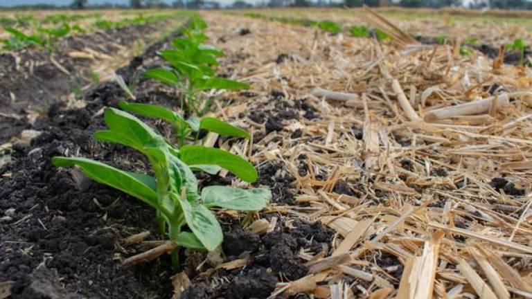 La incorporación de rastrojo al suelo actúa como cubierta protectora, al mantener la humedad del suelo y prevenir la erosión causada por el viento y el agua.