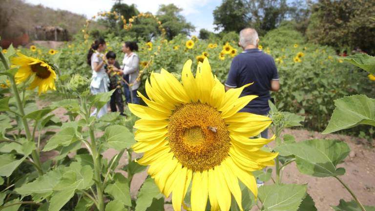 El girasol es una planta que reacciona ante la luz solar, por lo que observaran su comportamiento durante el eclipse.