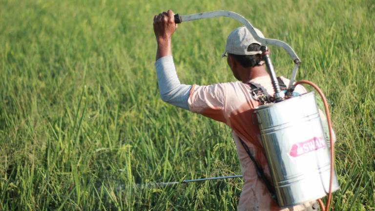 Sin monocultivos ni plaguicidas: campesinos trabajan con alternativas a los daños agroindustriales