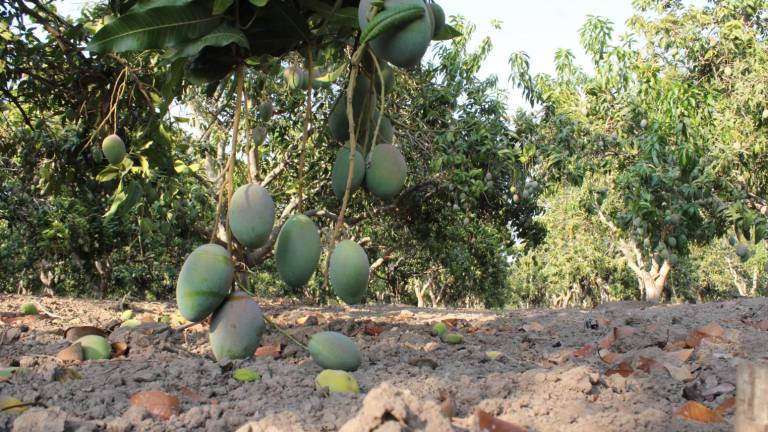 El corte de la fruta local inició hace alrededor de 20 días con las variedades de Tomy y Ataulfo.