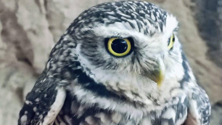 ‘Hércules’ tiene un lugar muy especial en el Gran Acuario Mazatlán Mar de Cortés.