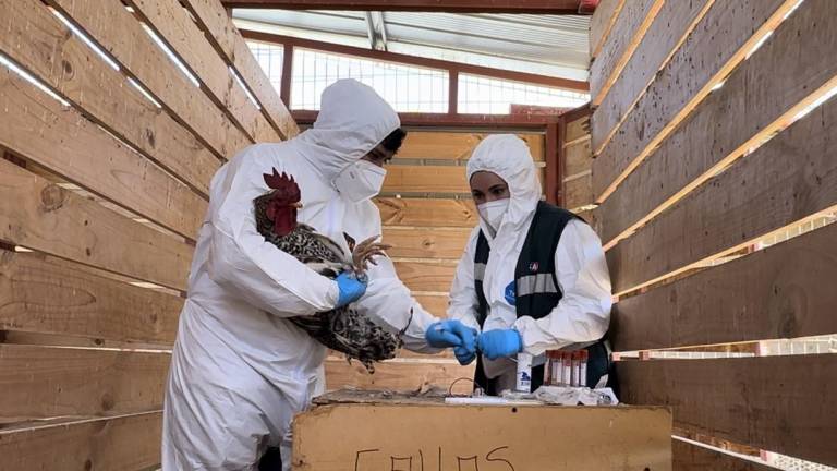 Detener la gripe aviar en seco sólo es posible si los criadores de aves de corral comprenden cómo prevenir su introducción y propagación.