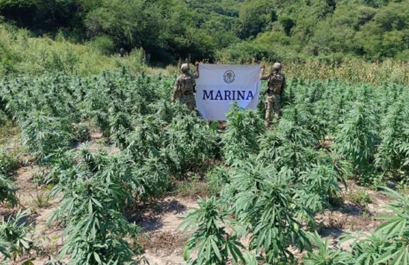 $!Marina localiza y destruye 132 toneladas de plantas de mariguana, en Tamazula, Durango