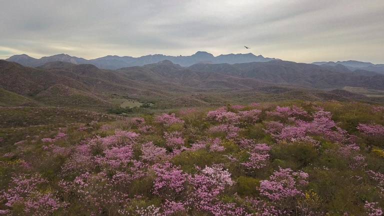 Fotografía del primer lugar del primer concurso del festival de amapas.