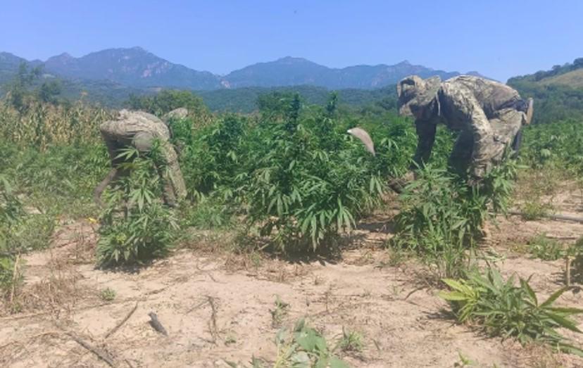 $!Marina localiza y destruye 132 toneladas de plantas de mariguana, en Tamazula, Durango