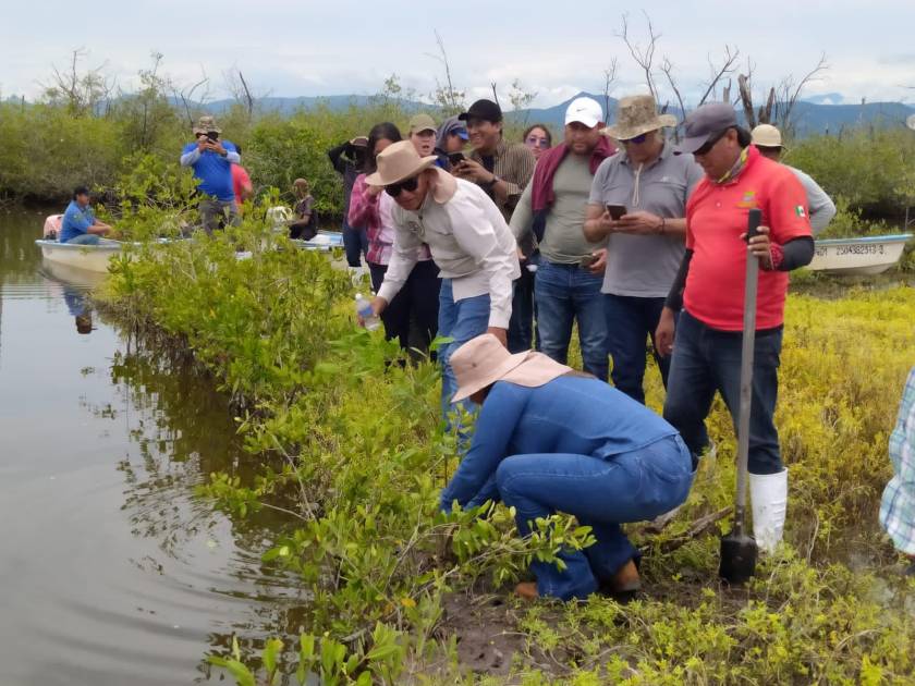 Recorren Zonas Donde Se Realiza Un Programa De Reforestación De Manglar