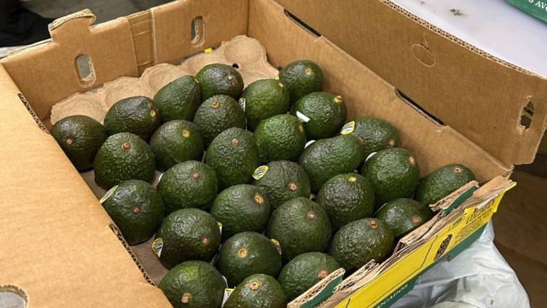 EU confirma suspensión de inspección de aguacates y mangos en Michoacán tras agresión a su personal