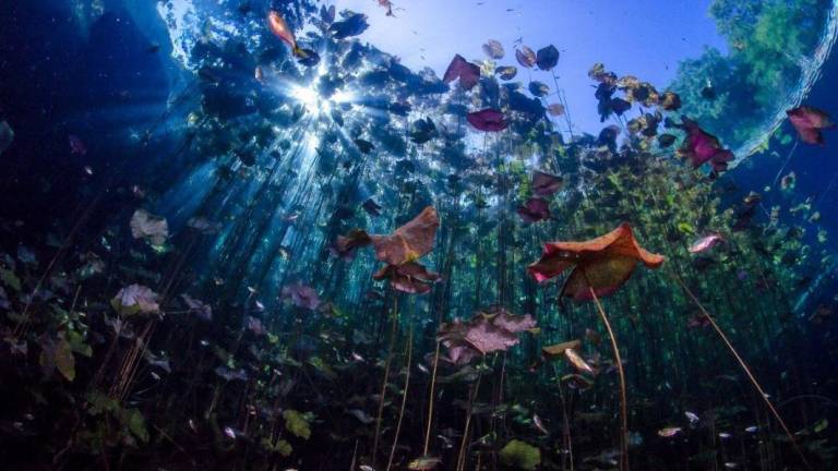 Los habitantes de Homún, en Yucatán, viven de los estanques naturales que se encuentran dentro de la Reserva Estatal Geohidrológica Anillo de Cenotes.