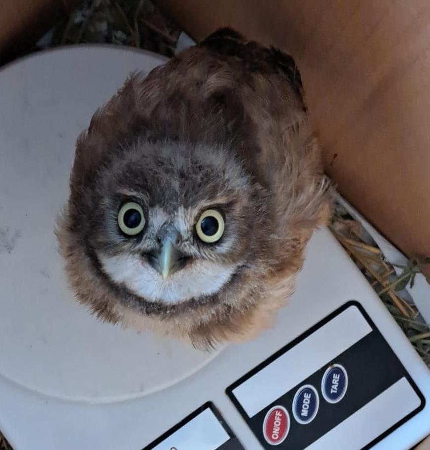 $!Rehabilita Hospital de la Fauna del Gran Acuario Mazatlán a especies en riesgo