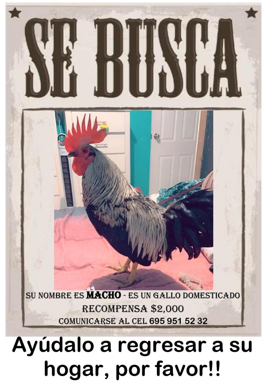 $!Buscan a ‘Macho’, el gallo que está perdido desde hace una semana en Escuinapa