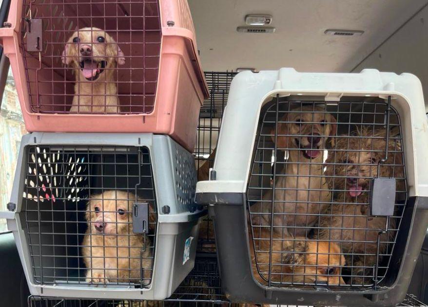 $!Rescatan a 27 perros de abandono y crueldad animal en el Centro de Mazatlán