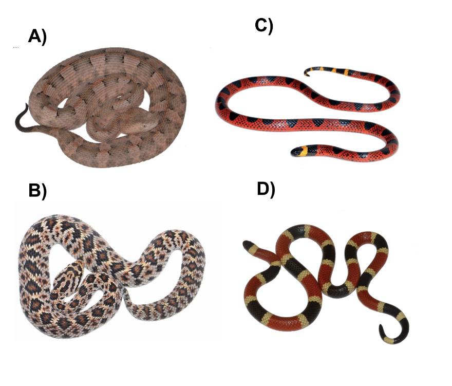 $!Ejemplo de organismos pertenecientes a la familia Viperidae (A y B) y Elapidae (C y D). (A) Porthidium yucatanicum, especie distribuida en la península de Yucatán. (B) Crotalus ericsmithi, una de las serpientes cascabel más difíciles de encontrar en nuestro país. (C) Micrurus diastema, serpiente de coral del Estado de Veracruz y (D) Micruroides euryxanthus, ejemplar de Sonora.