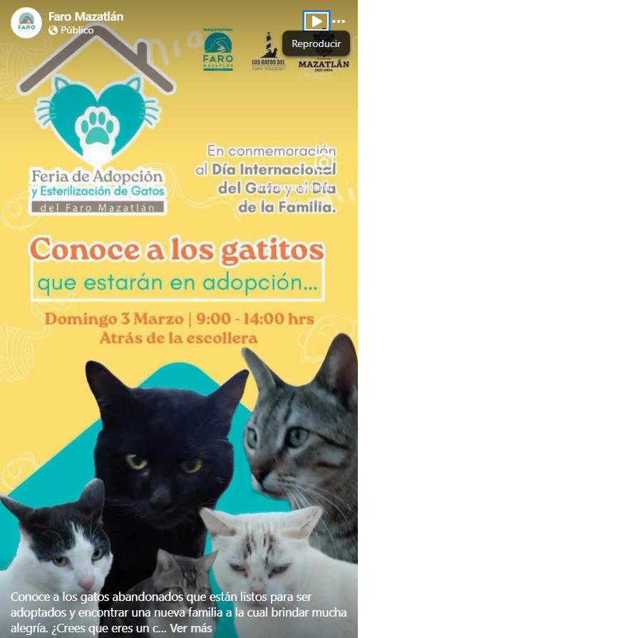 $!Este domingo es la Feria de Adopción en la escollera del Faro; ¡conóce a los gatitos que están listos!