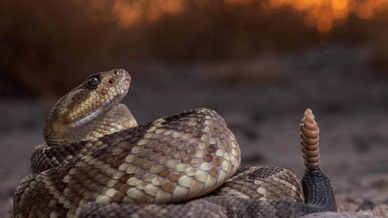 Cascabel de cola negra (Crotalus molossus), una serpiente muy común en el estado de Sonora, en el noroeste de México. Pueden llegar a medir más de un metro de longitud en su adultez.