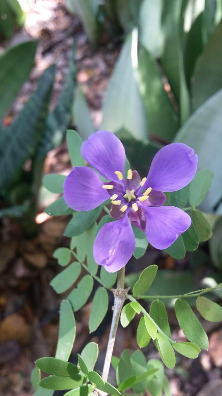 $!Cinco plantas del Jardín Botánico Culiacán que son las favoritas de los polinizadores