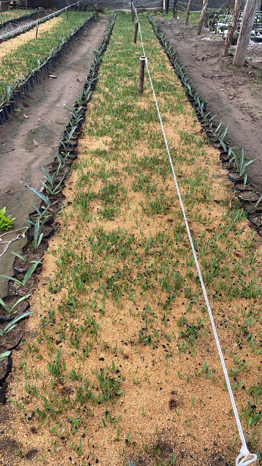 $!Culiacán se abre también al cultivo de agave y buscan producir mezcal