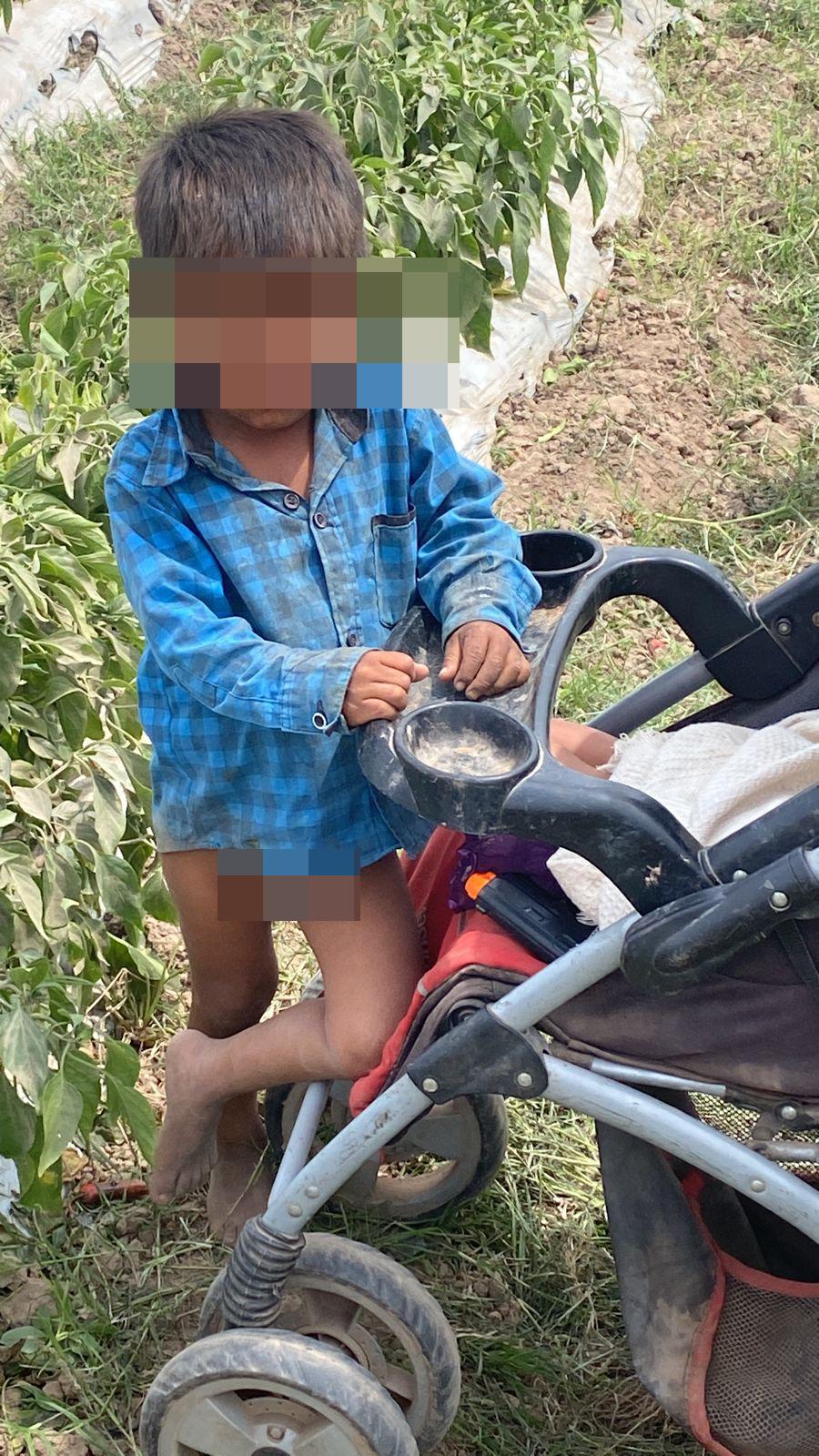 $!Muestra valle de Escuinapa una realidad en el Día del Niño: menores trabajando en los surcos