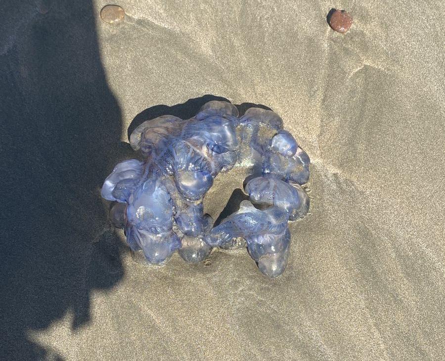 $!Persiste la presencia de aguamalas en las playas, alerta Policía Acuática