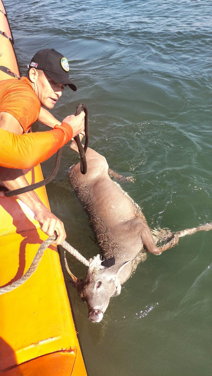 $!Marina rescata a un venado que nadaba en canal de navegación de Mazatlán