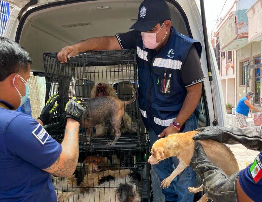 $!Rescatan a 27 perros de abandono y crueldad animal en el Centro de Mazatlán