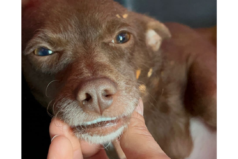 Luchito, un perro chihuahua que cuidó de sus cachorros en una fosa del panteón de Bacurimi