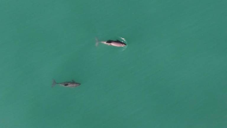 Estas son las primeras imágenes aéreas de la vaquita marina en vida silvestre