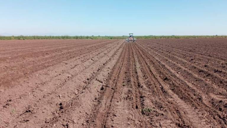 Oficialmente este 1 de septiembre da inicio el ciclo agrícola otoño-invierno 2021-2022