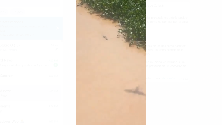 Un cocodrilo fue avistado en el cauce del río Humaya, en Culiacán, después de las lluvias.