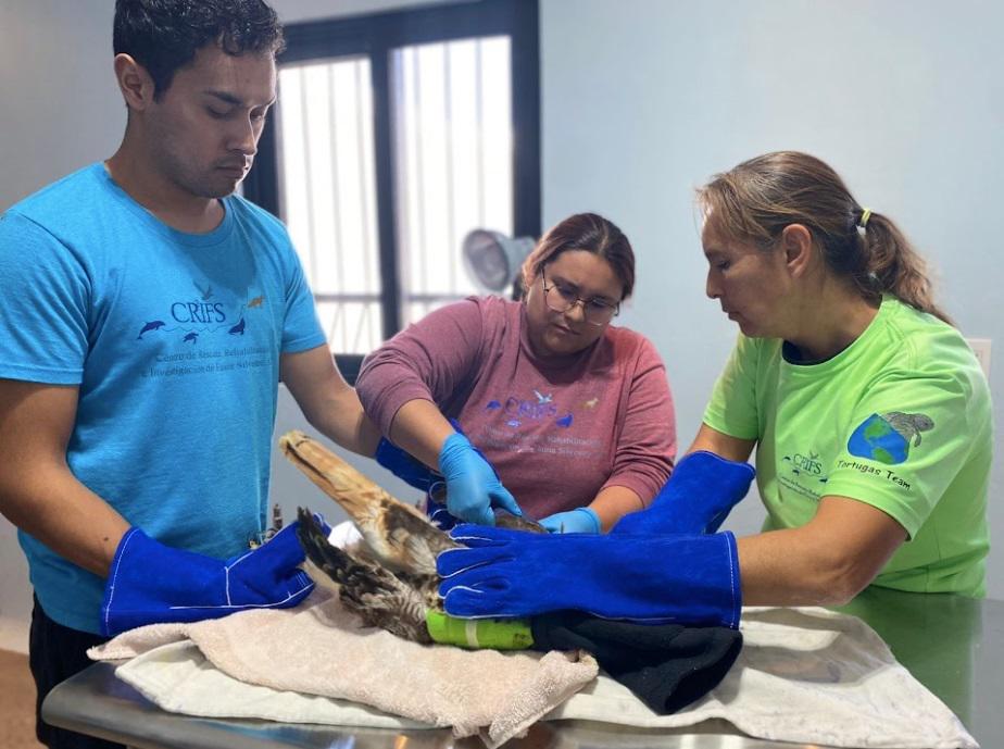 $!México: la misión de salvar a los lobos marinos de las artes de pesca abandonadas