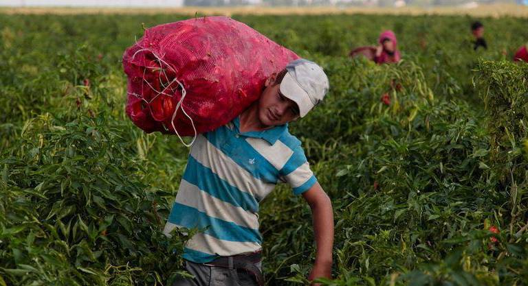 El 6% de los menores de edad trabaja en Sinaloa