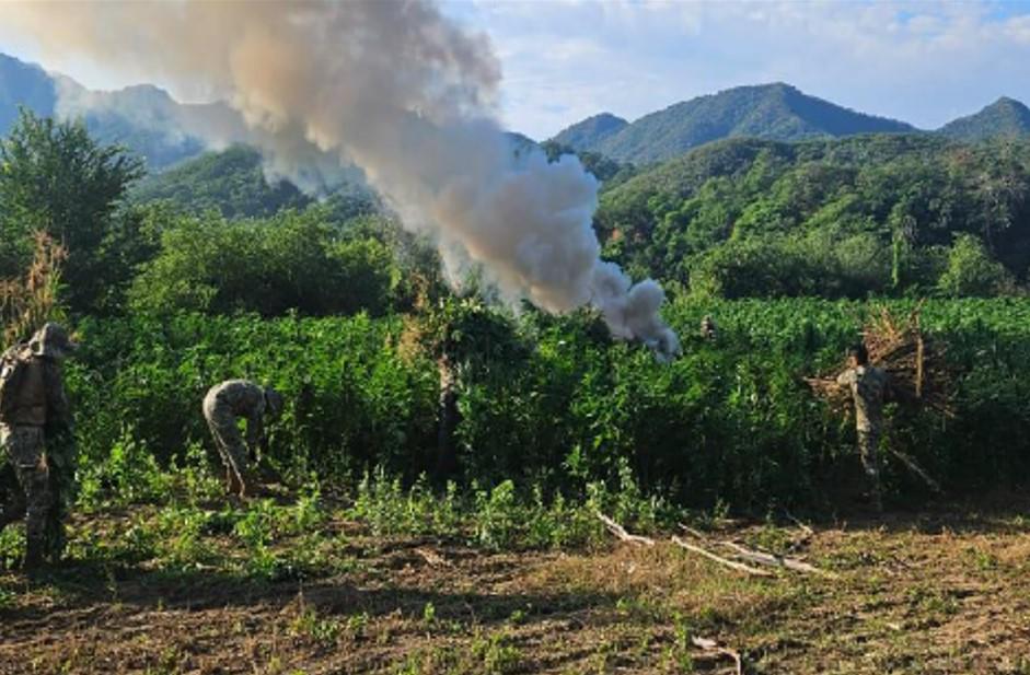 $!Marina localiza y destruye 132 toneladas de plantas de mariguana, en Tamazula, Durango