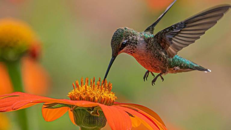 Un colibrí revoloteando sobre una flor naranja en Estados Unidos.